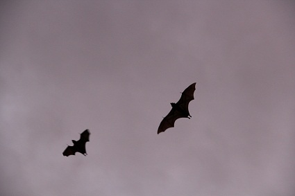 bats_above